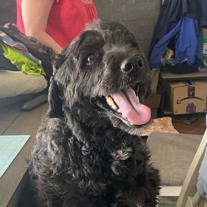 Meet your Posher, Ty